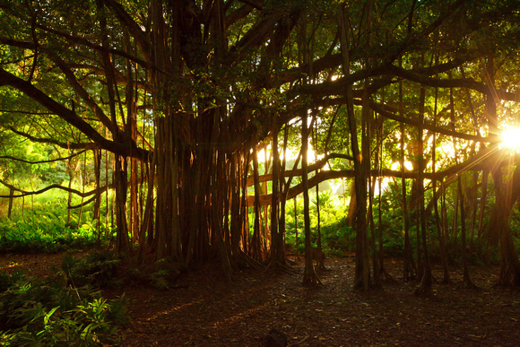 Banyan Tree Sunrise, Maui