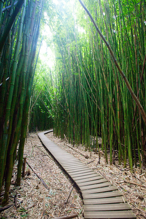 Bamboo Forest, Maui