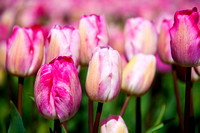 Pink Tulips, Skagit County, WA