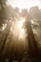 Redwoods National Park, CA