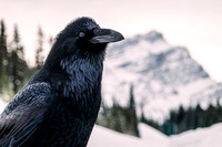 Raven, Banff National Park