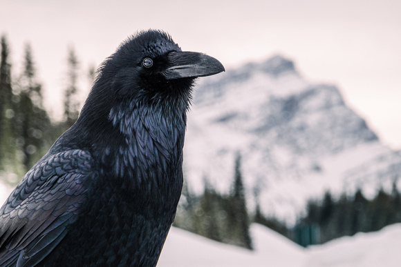 Raven, Banff National Park