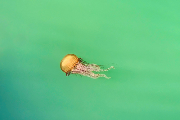 Jellyfish, Westport, WA