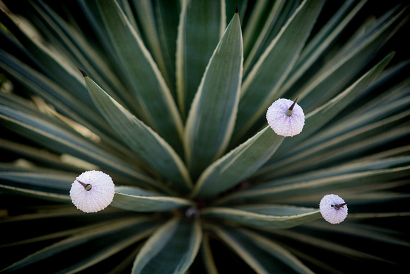 Yucca anemone