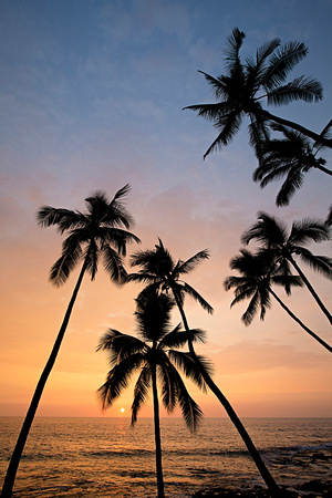 Palm tree sunset, Big Island