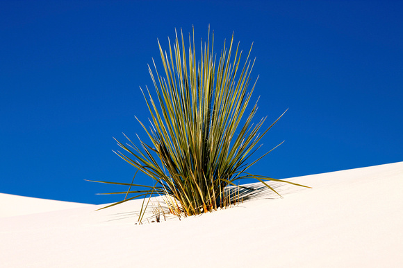 White Sands Contrast